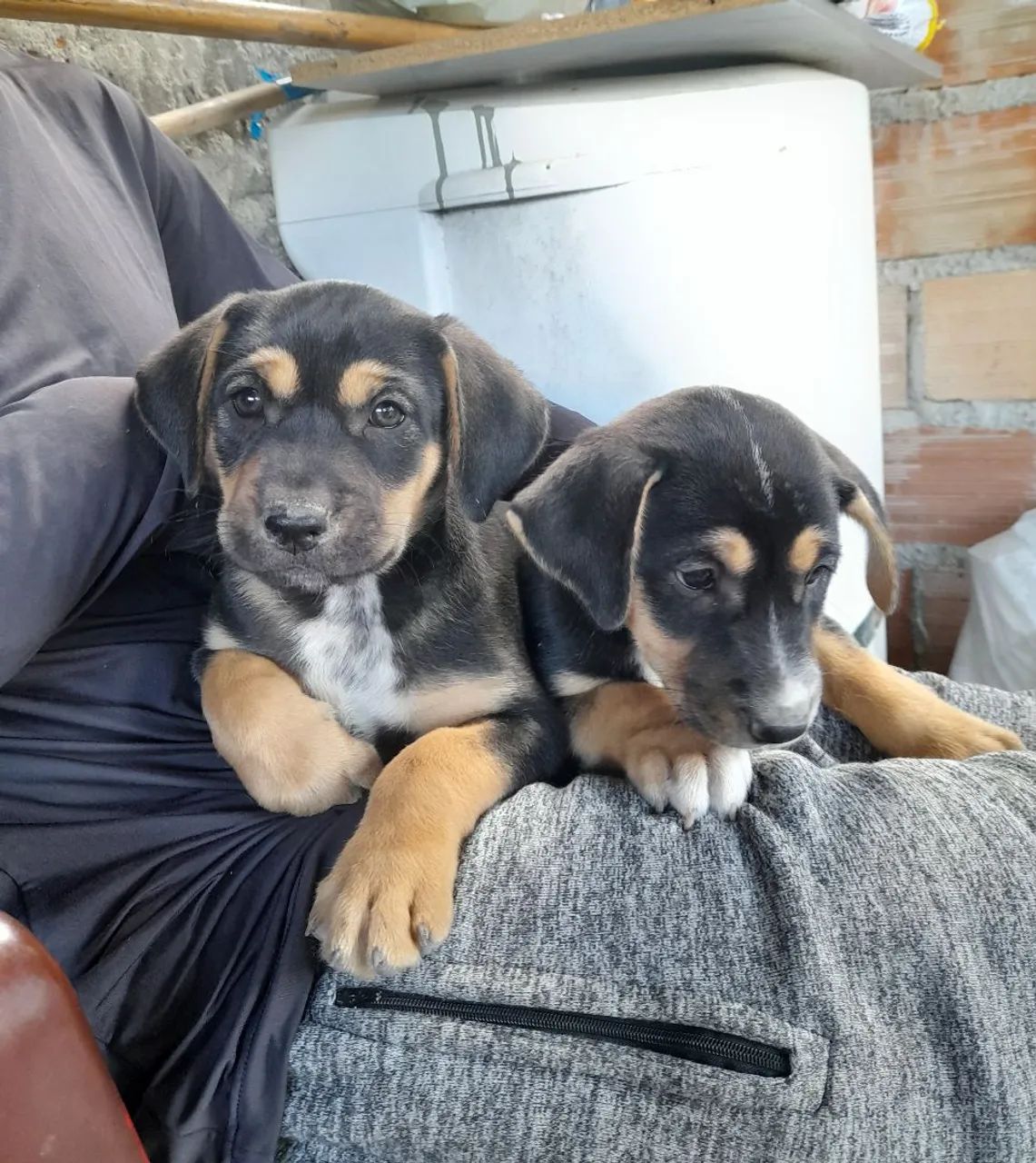 Dois filhotes de cachorro para adoção, observação:eles não são de raça  - Foto 5