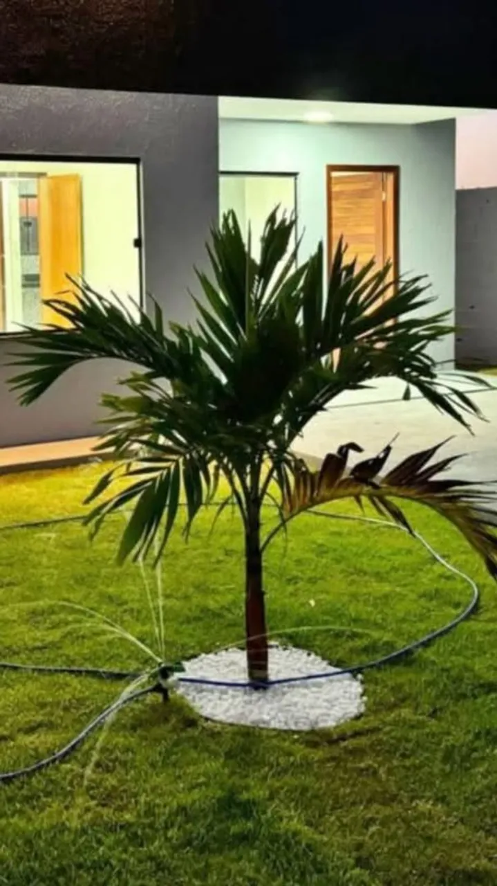 Linda Palmeira para Jardim - Decore seu Espaço!