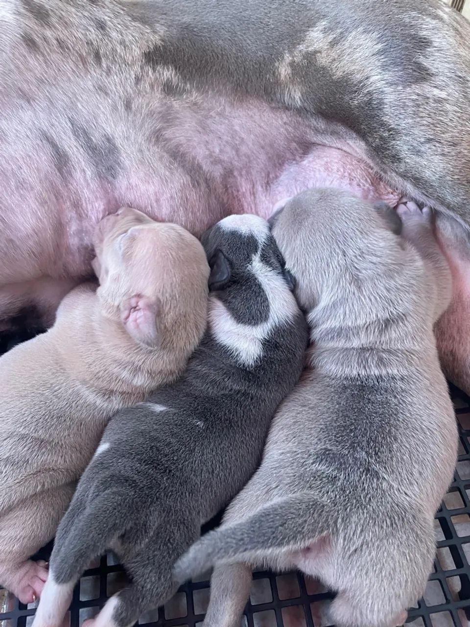 Filhotes de Pit Monster  - Foto 4