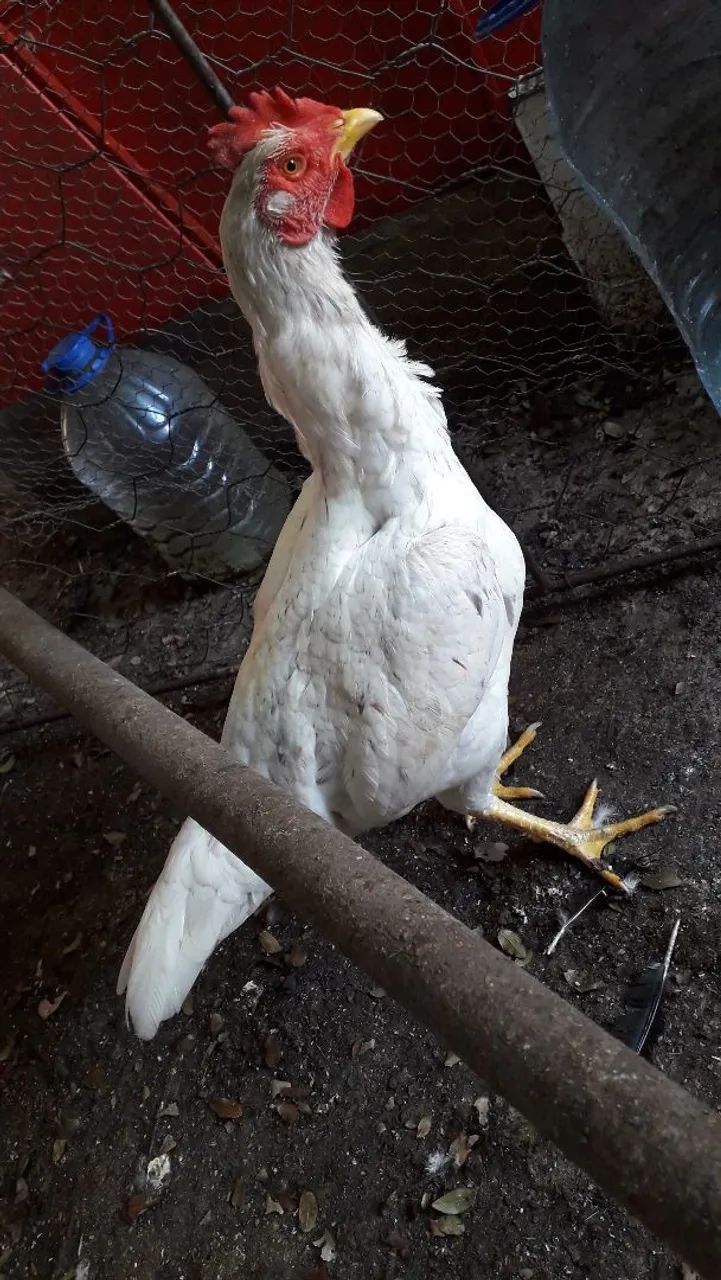 Frangos Índio  - Foto 3