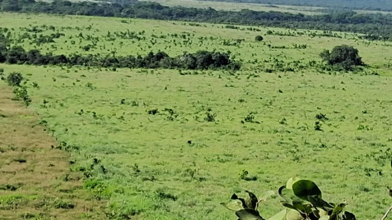 Fazenda arrendamento ou venda 2.500hec 2 mil abertos planta 1.400hec.Rosário do oeste MT.