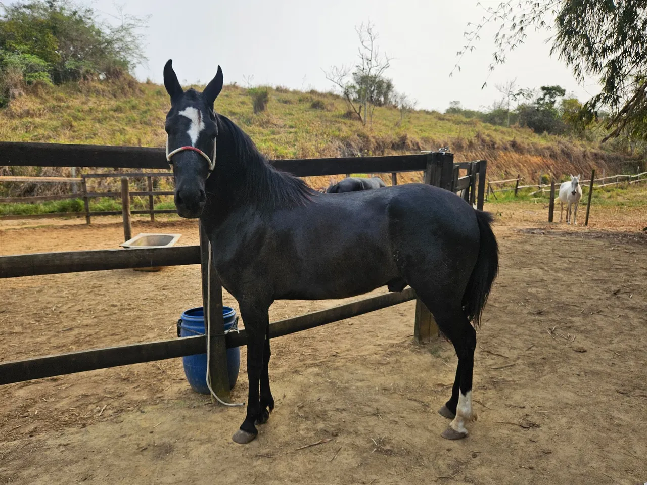 Cavalo Mangalarga Marchador (troco por moto)