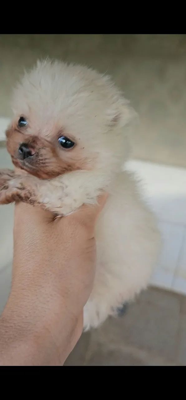 Filhote macho Branco neve de lulu da pomerania anão 