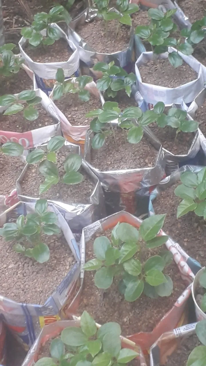 Vendo Muda Maracujá Azedo Pedidos Sob Encomenda Padrão orgânico