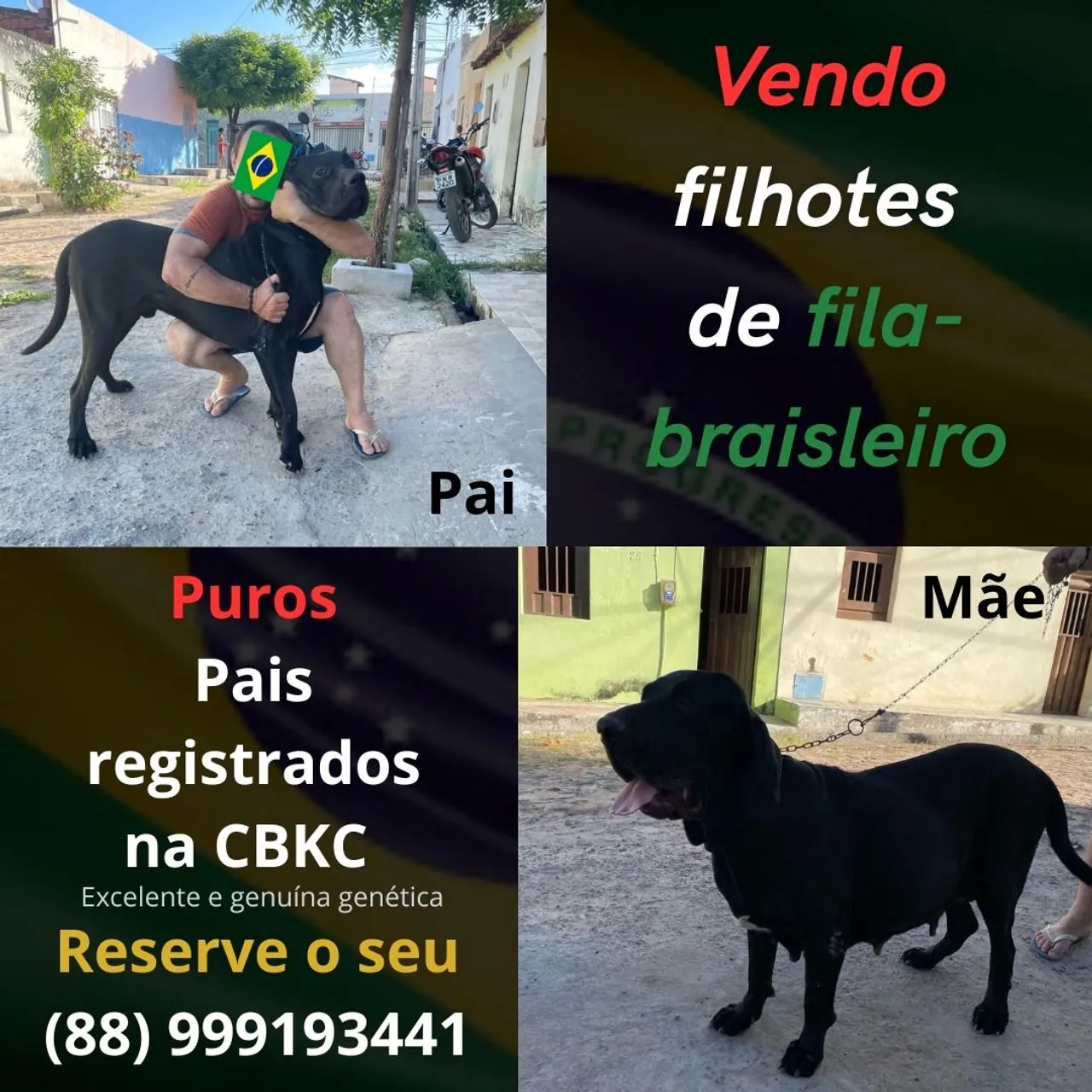 Filhotes de Fila Brasileiro puros