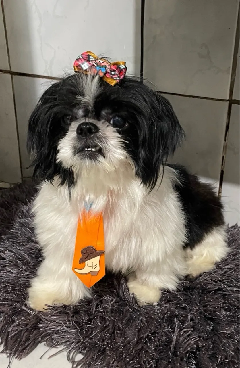 cachorro shih tzu macho com 1ano fez 03/07