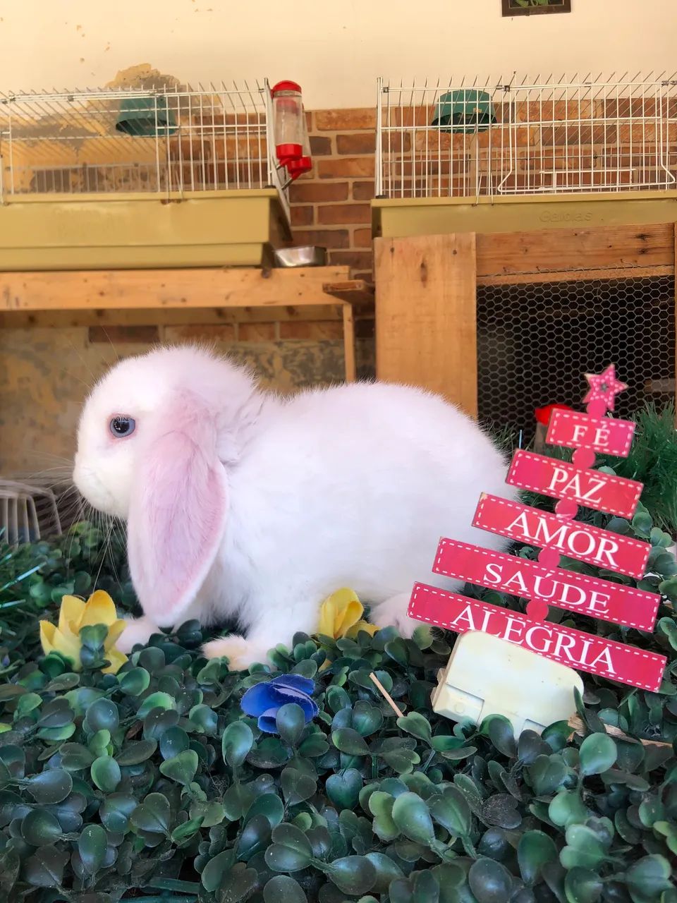 Promoção. Filhote de coelho da raça mini lop uruguaio bew, macho 