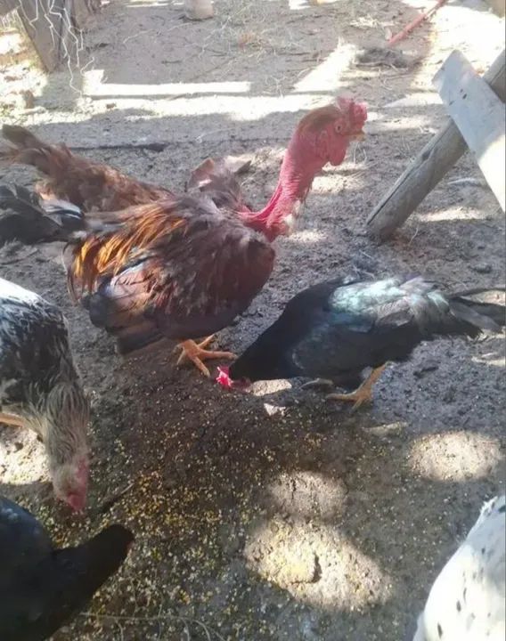 Galo pescoço pelado cruzador 7 meses vendo por R$70,00 - Foto 5