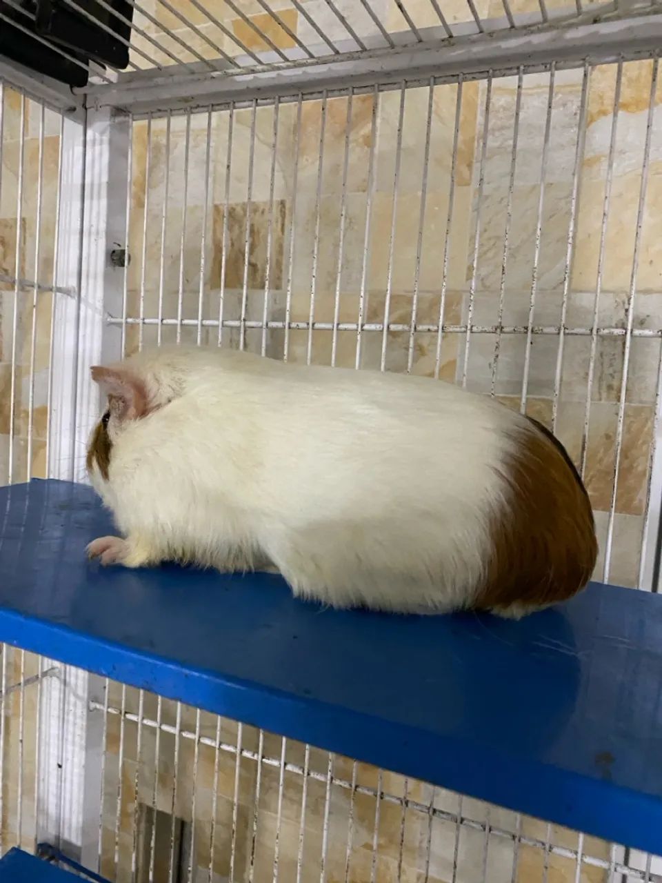 Porquinho da índia  - Foto 6