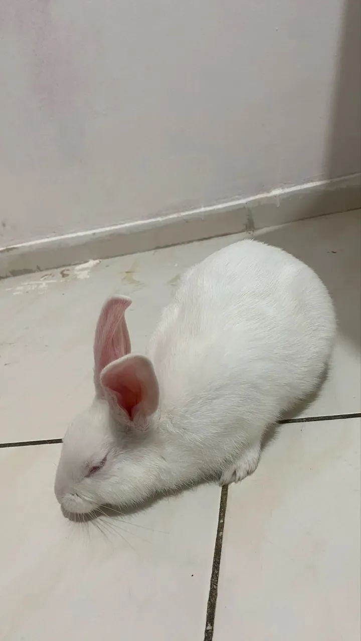 Doação de coelho  - Foto 3