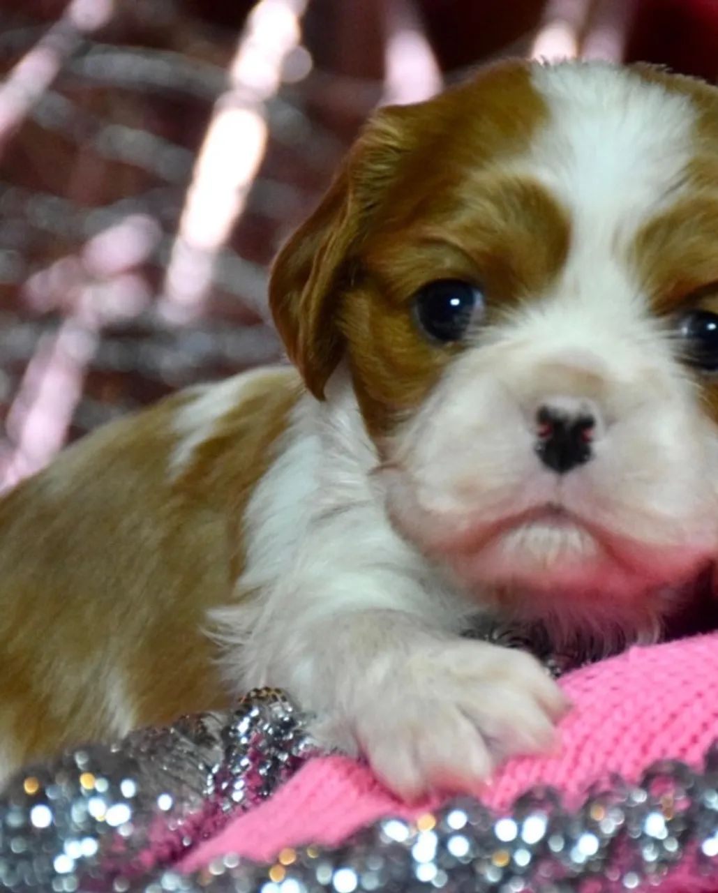 Cavalier King Charles Spaniel  - Foto 4