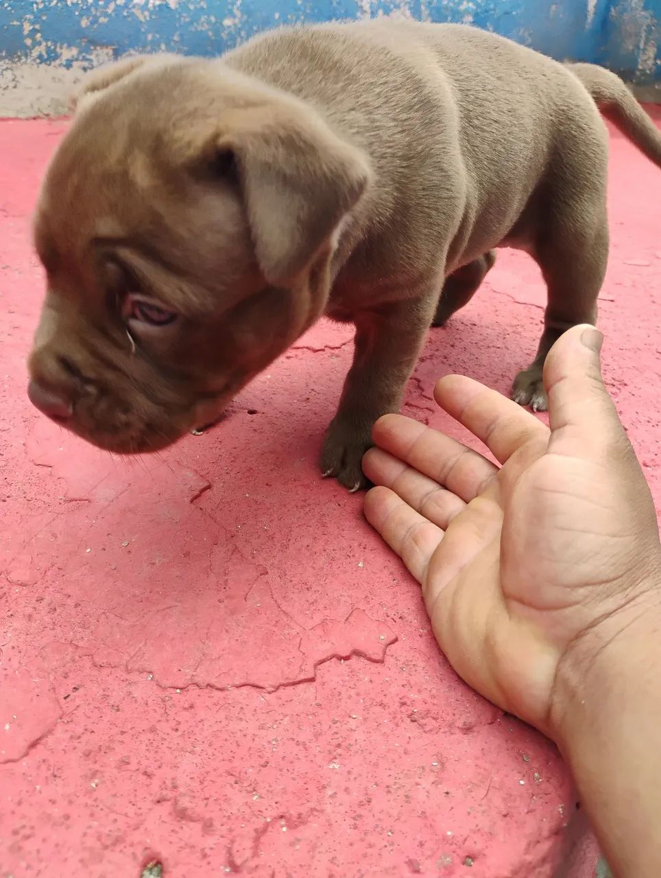 Pitbull  - Foto 4