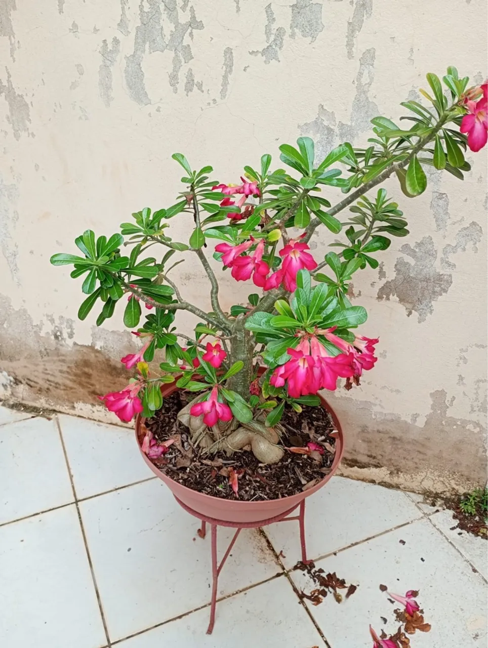 Plantas: rosa do deserto, anturio, jibóia e zamioculca