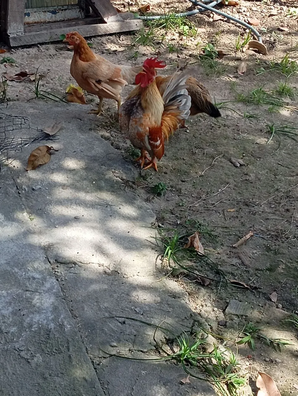 Vendo galinha e galos garnisé ,tenho pintinhos tbm.