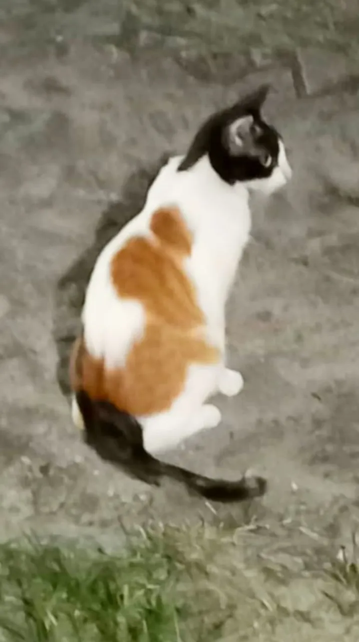Gatinho Tricolor para Adoção