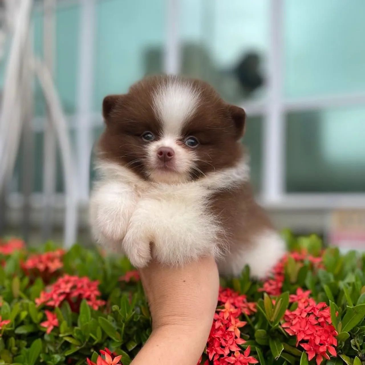 Ursinhos Chocolates Olhos Verdes Lindos e Anões Lulu da Pomerânia  - Foto 4