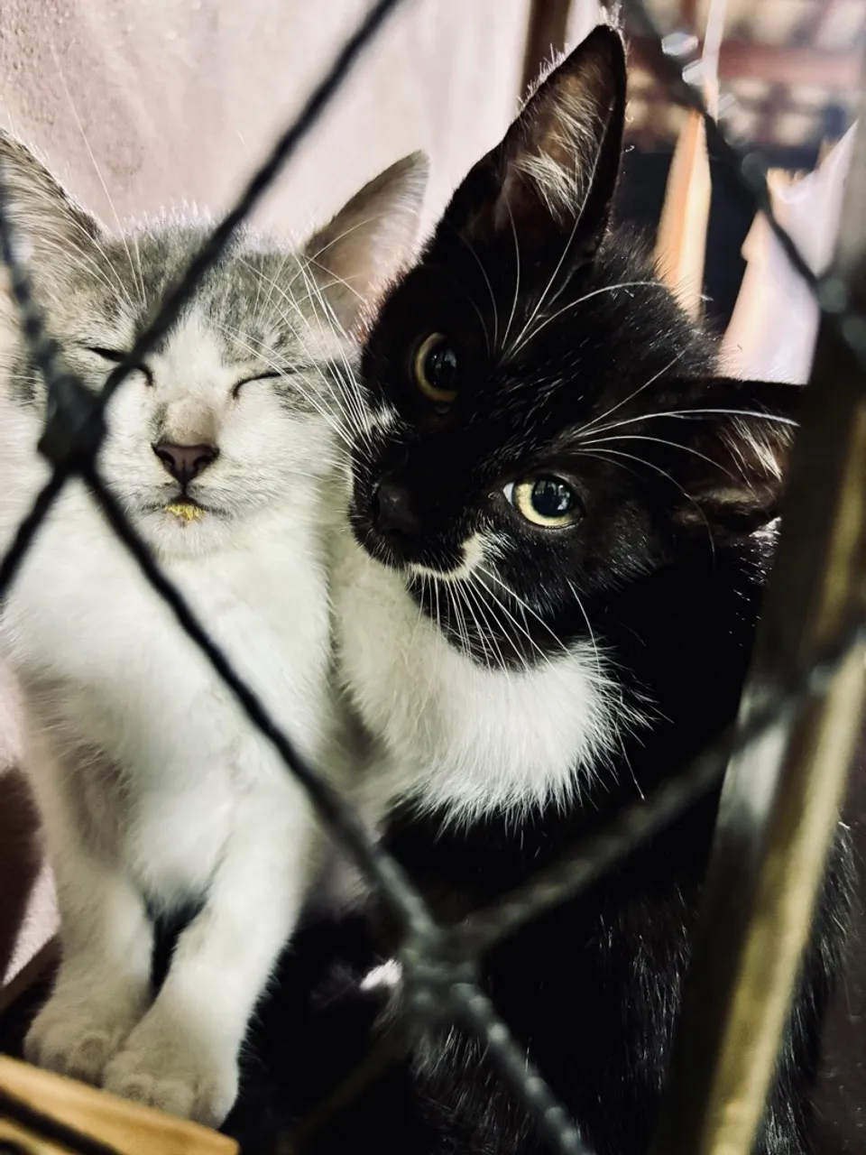Doação responsável de gatas fêmeas !!