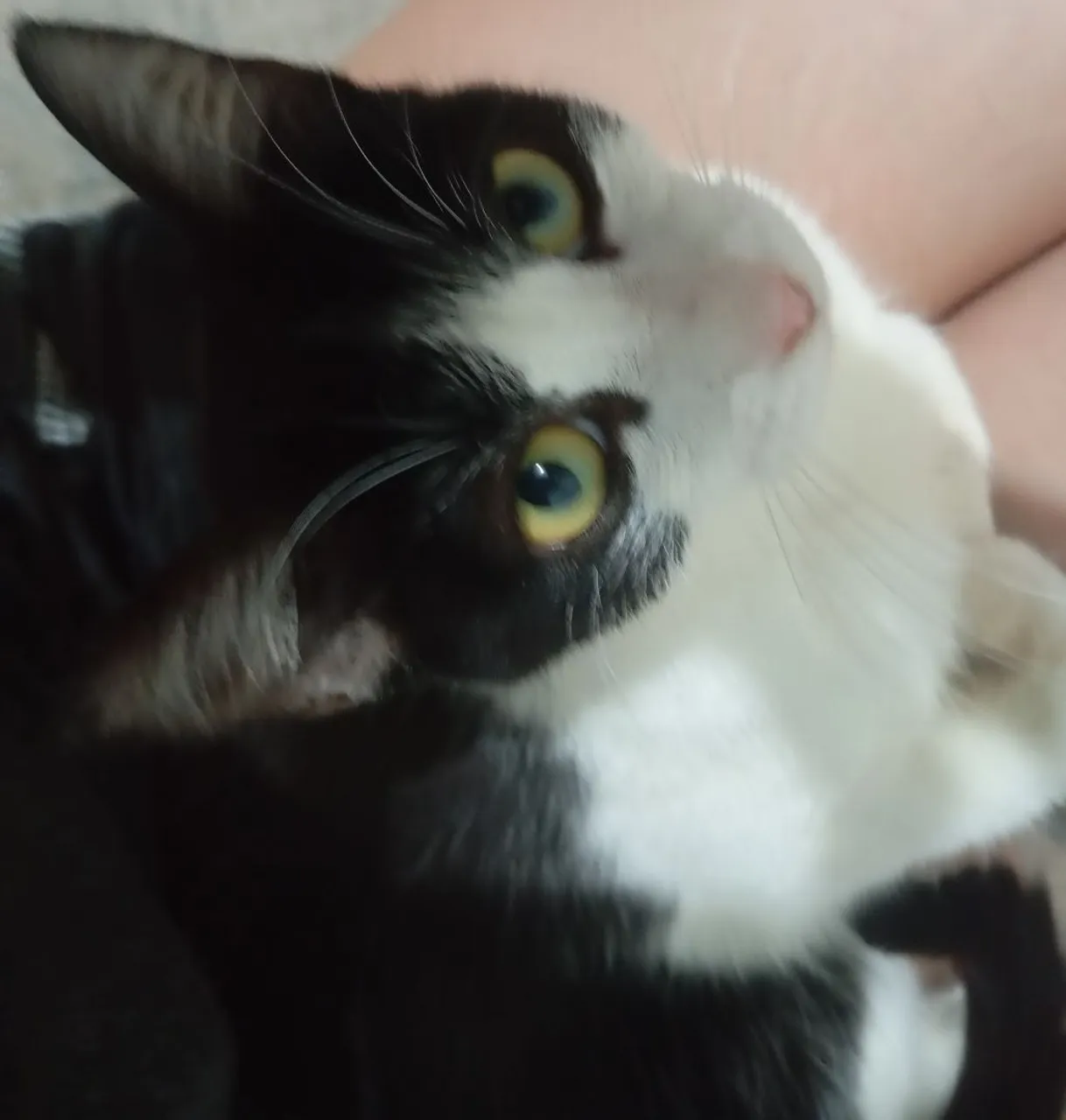 Gatinho Tuxedo para adoção