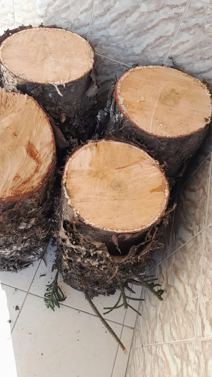 Tronco de Pinheiro para Artesanato, Decoração ou Lenha - Vários Tamanhos<br>