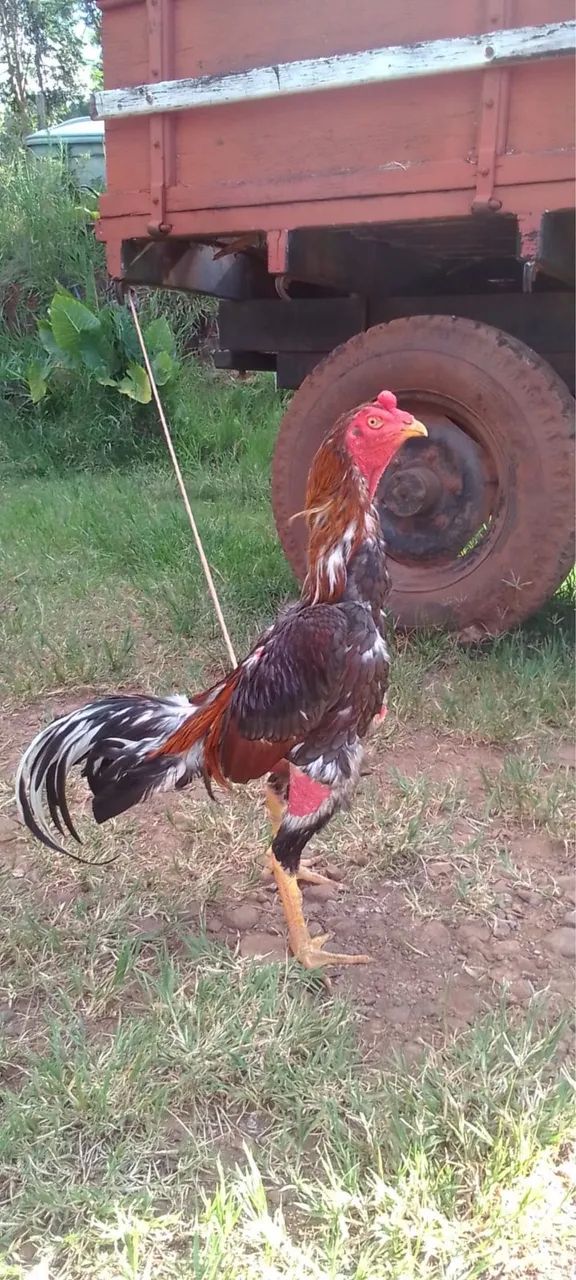 Vendo Galo Índio