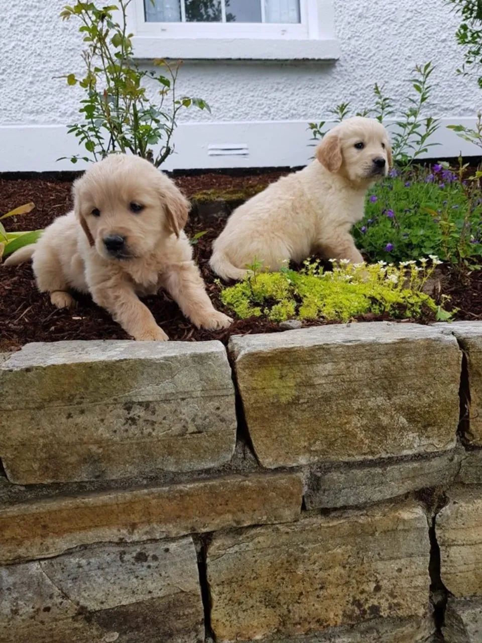 Golden retriever filhotes bem fortes , venha adquirir presente do dias dos namorados
