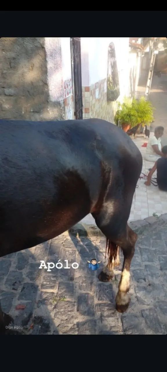 Cavalo Apolo - Foto 3