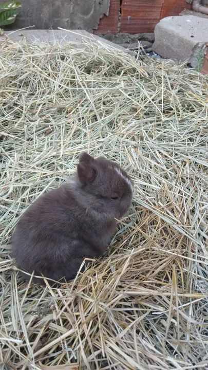 Mini Coelho netherland  - Foto 2