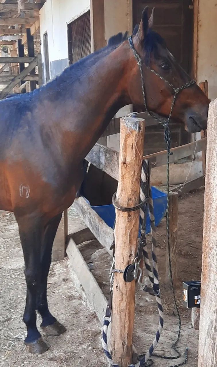 cavalo Mangalarga Marchador - Foto 3