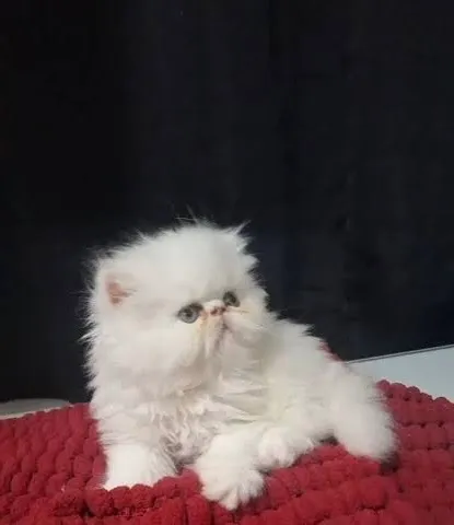 Gatinho Persa himalaio Branco