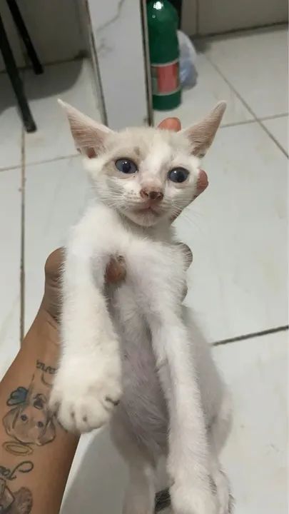 Gatinhos Siamês - Lindos e Carinhosos - Foto 3