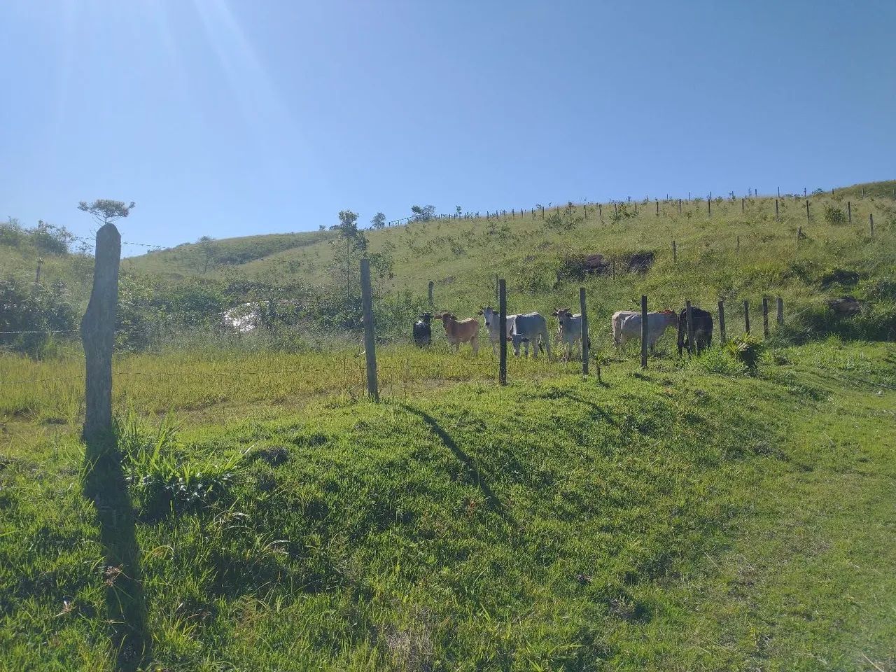 Fazendinha 15 Alqueires Cariacica  - Foto 13