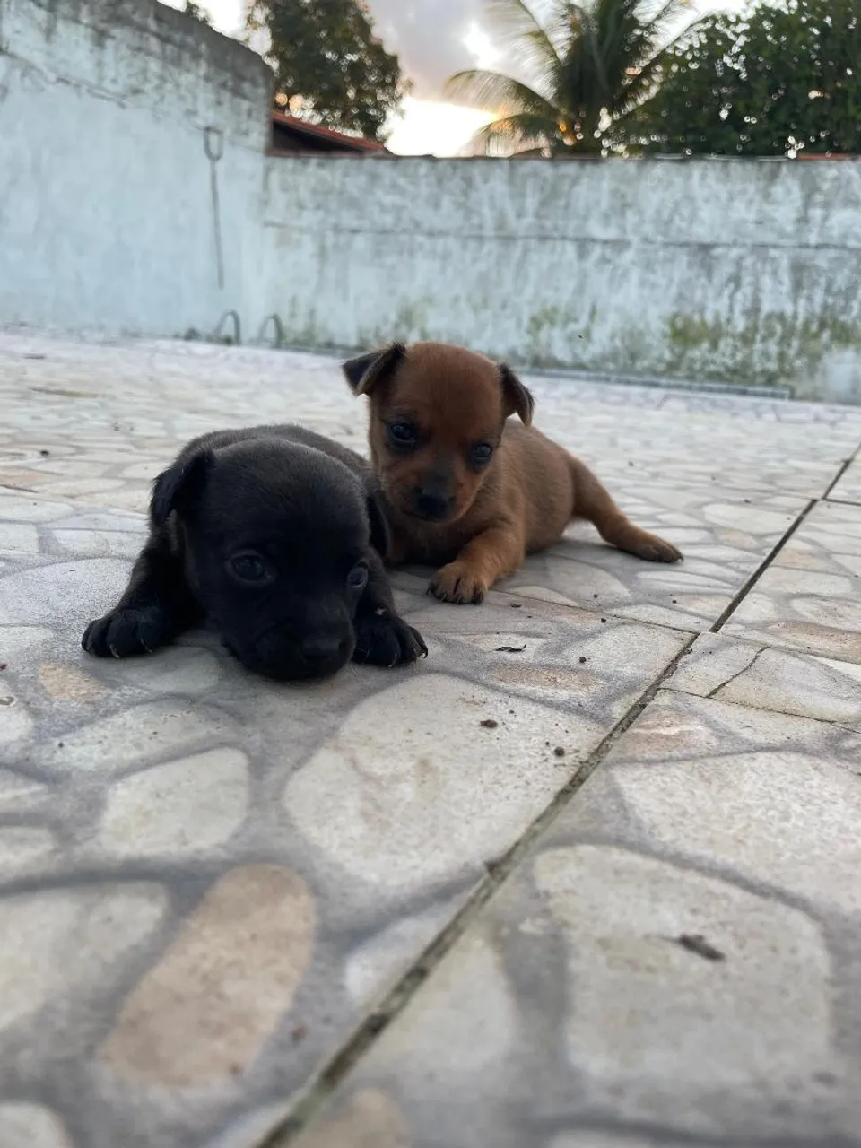Filhotes Pinscher Zero
