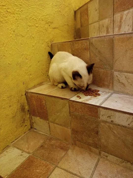 Gata Tonquinês castrada - Foto 6