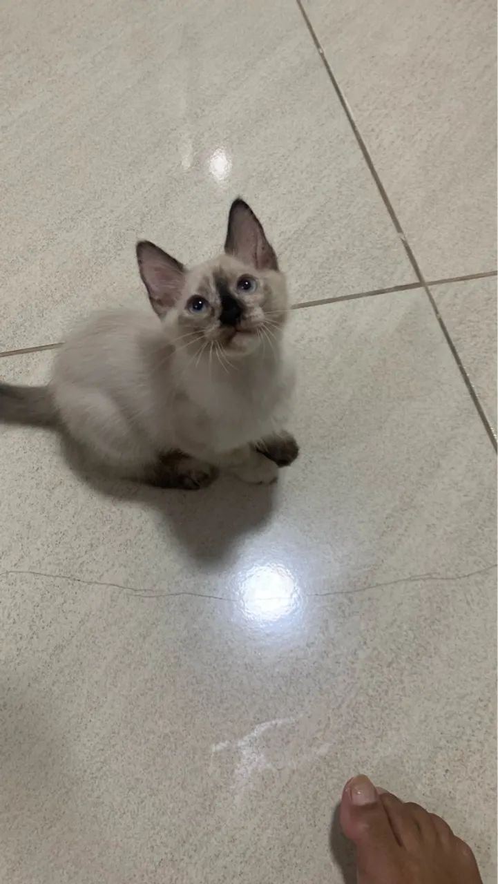 Gatas pra Doação  - Foto 5