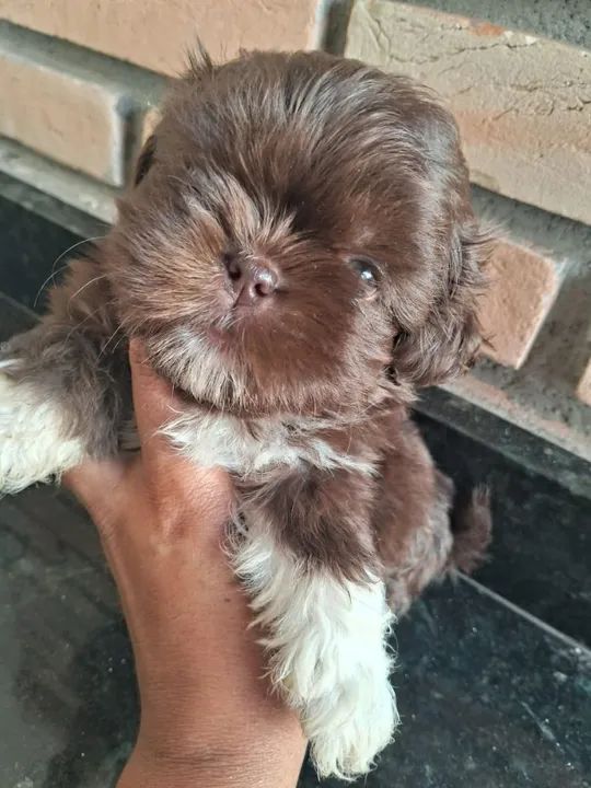 Filhote de Shitzu Shiatsu chetos Shih Tzu macho