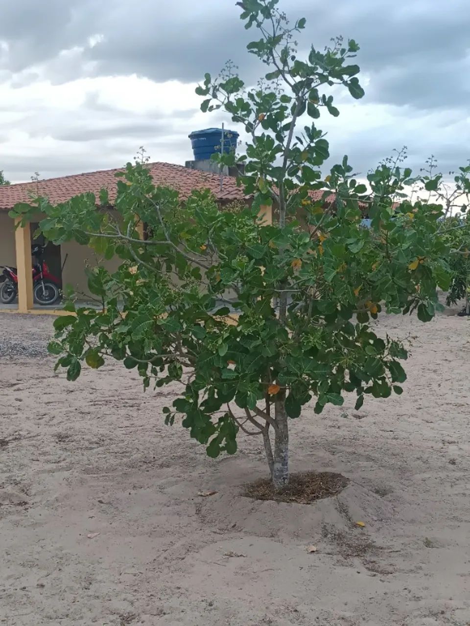 Chácara a venda - Foto 5