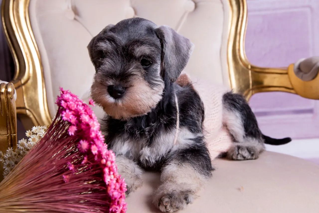 Schnauzer miniatura  - Foto 5