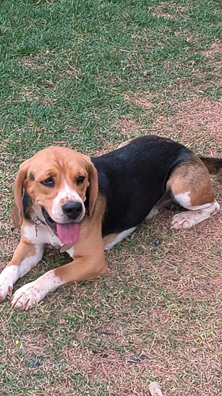 FILHOTES DE BEAGLE  - Foto 2