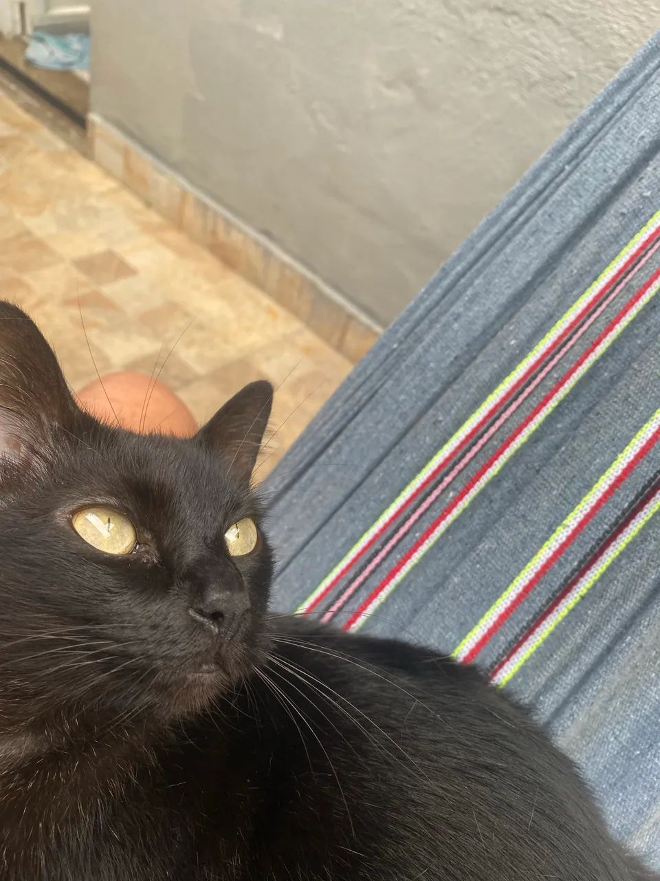 Gatinhos - Foto 2