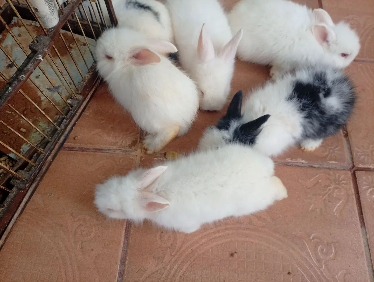 Vendo coelhos - Foto 4