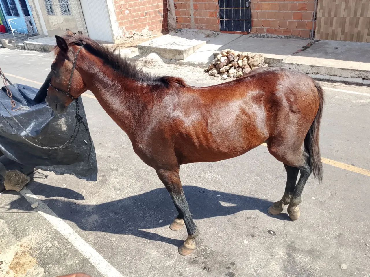 Cavalo