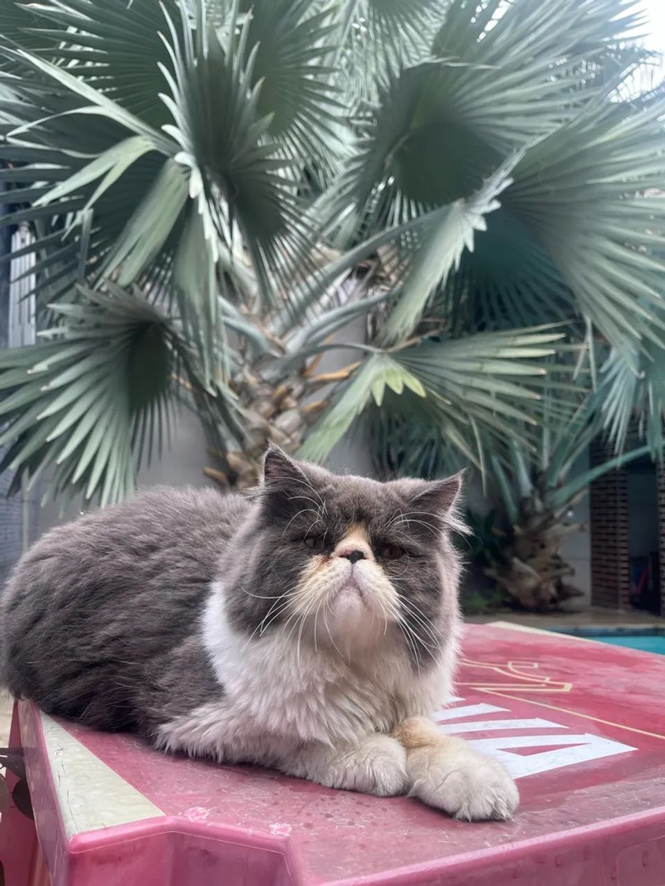 Gato persa macho  - Foto 2