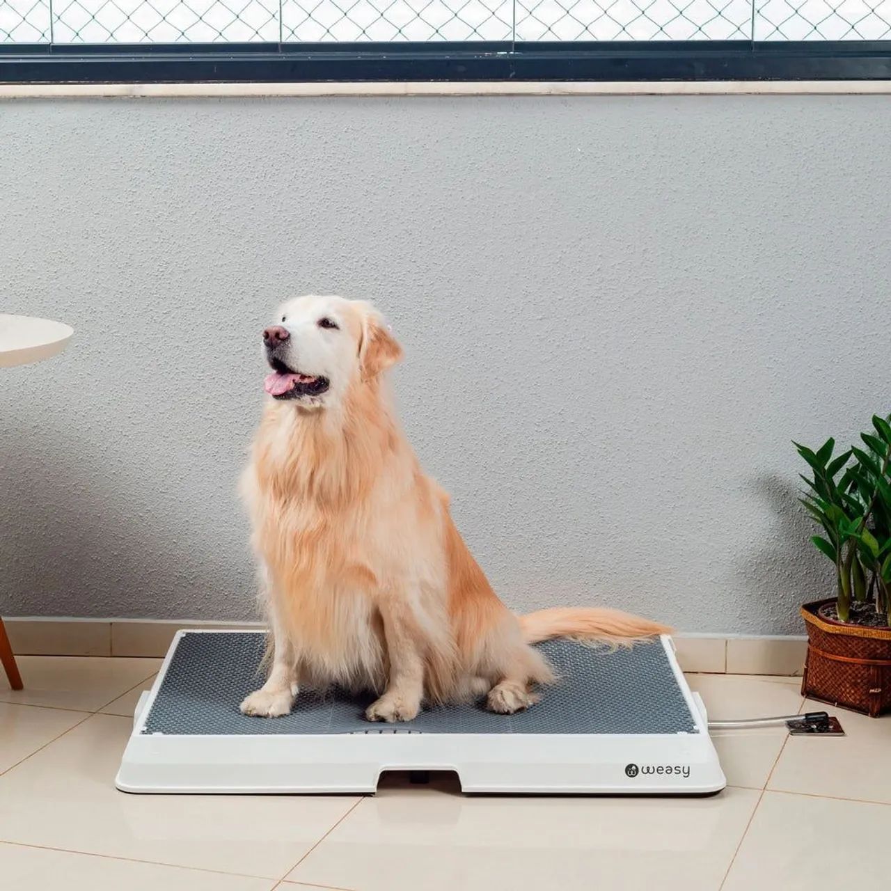 Weasy G - Banheiro Pet