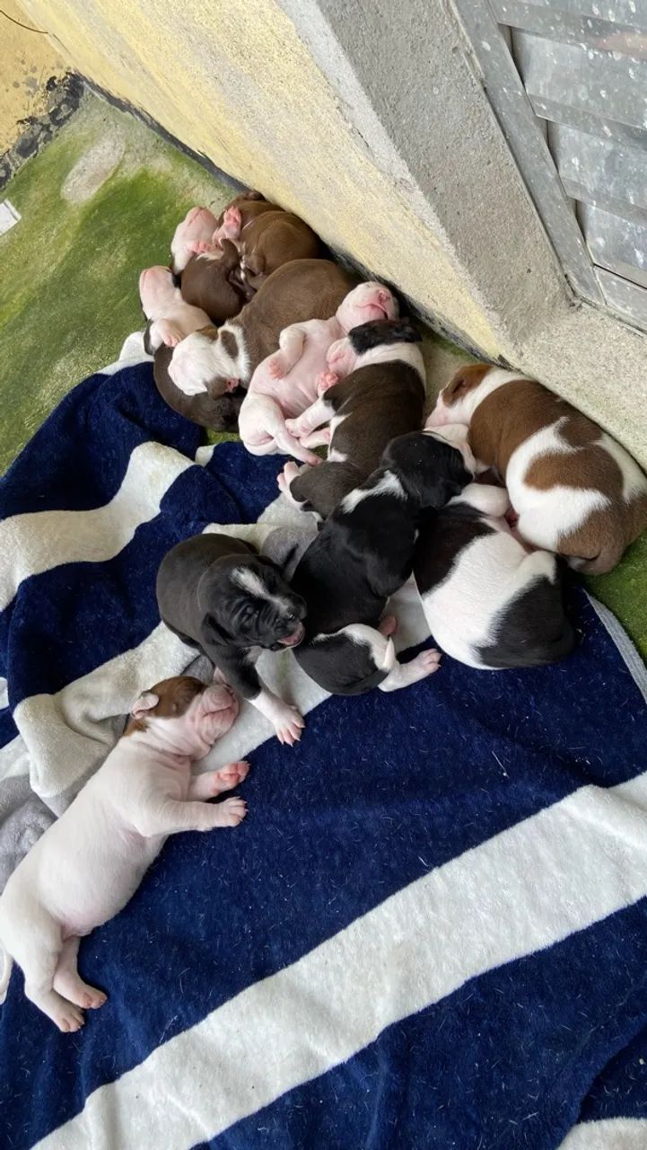 Filhote De Pitbull  - Foto 5