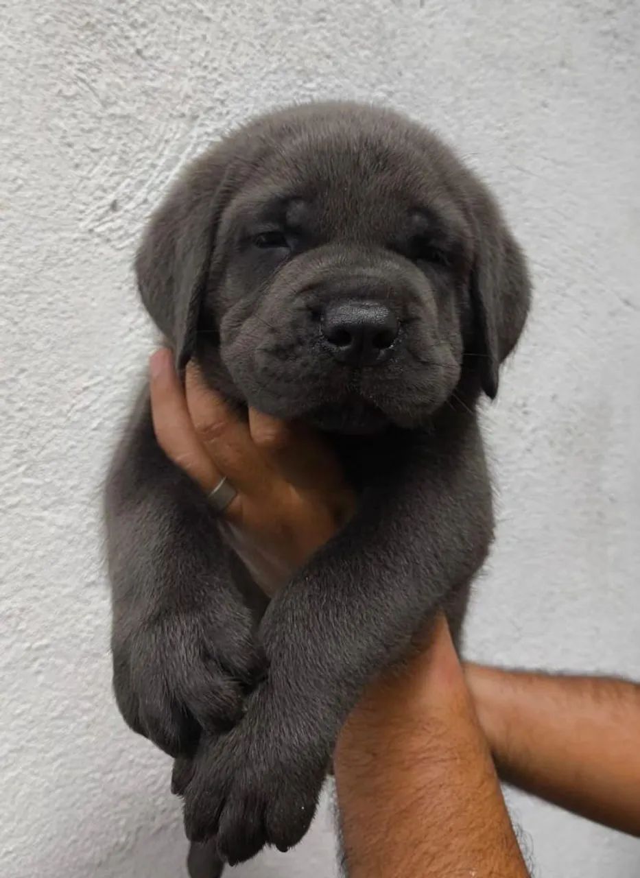 Cane corso  - Foto 5