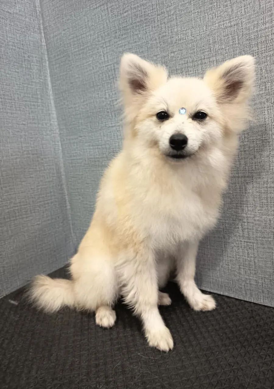 Spitz alemão 
