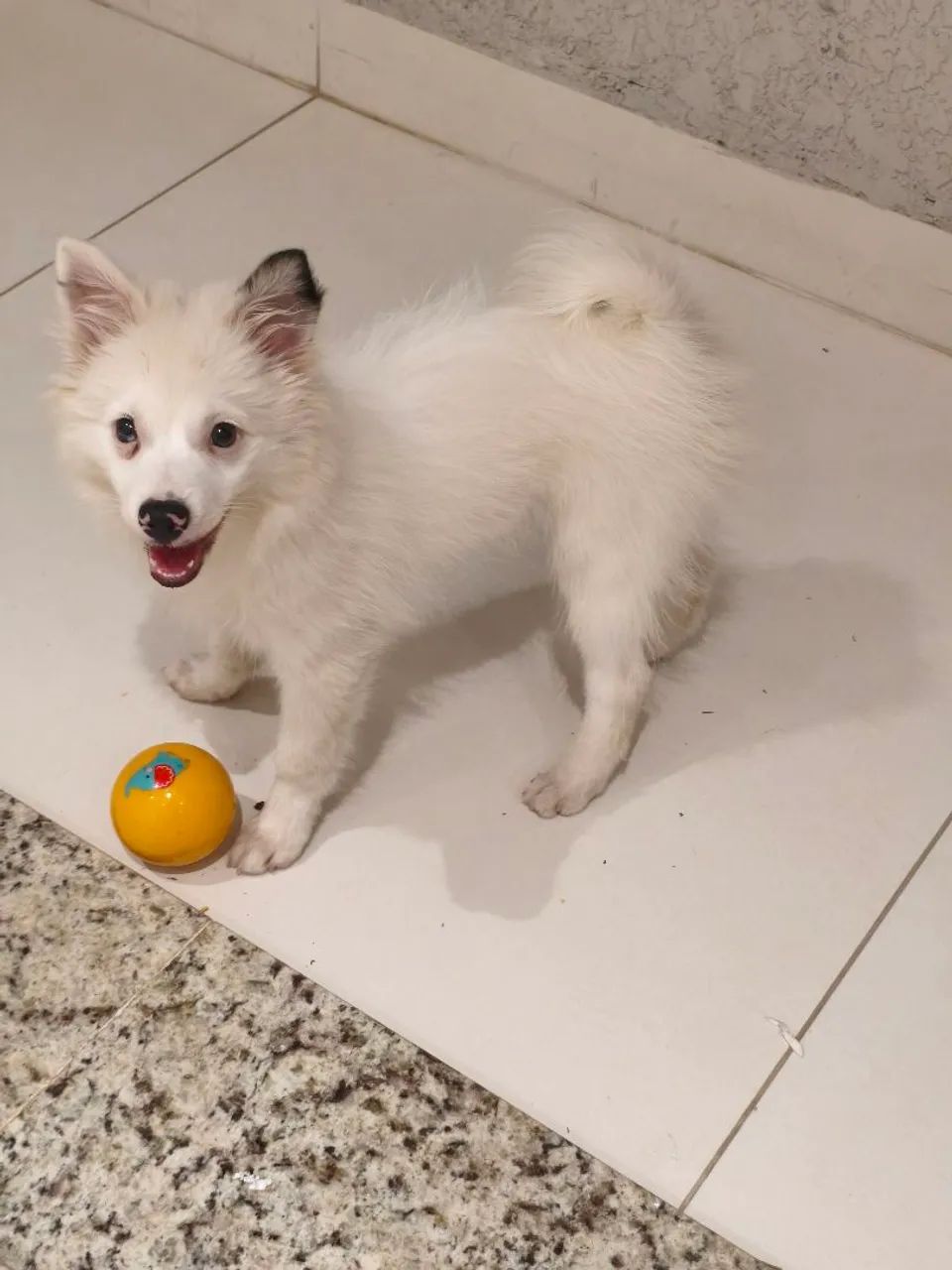 Vendo filhote de Spitz
