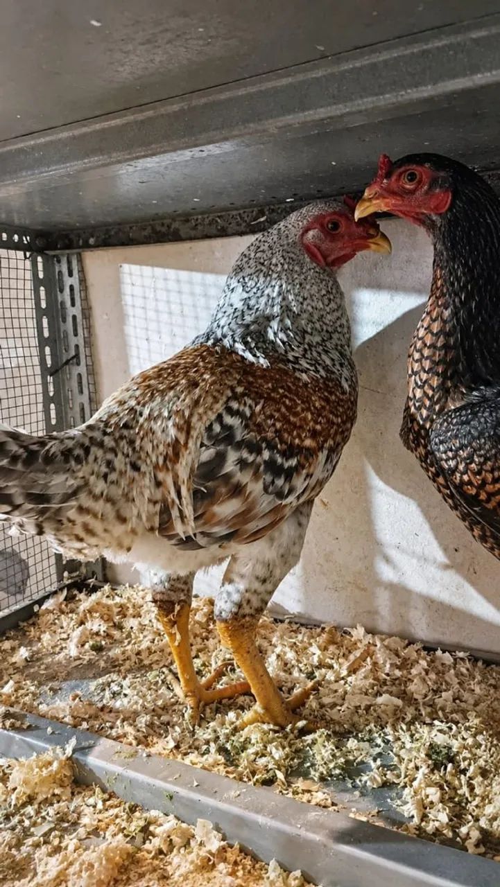 Vendo galo galinhas e codornas  - Foto 2