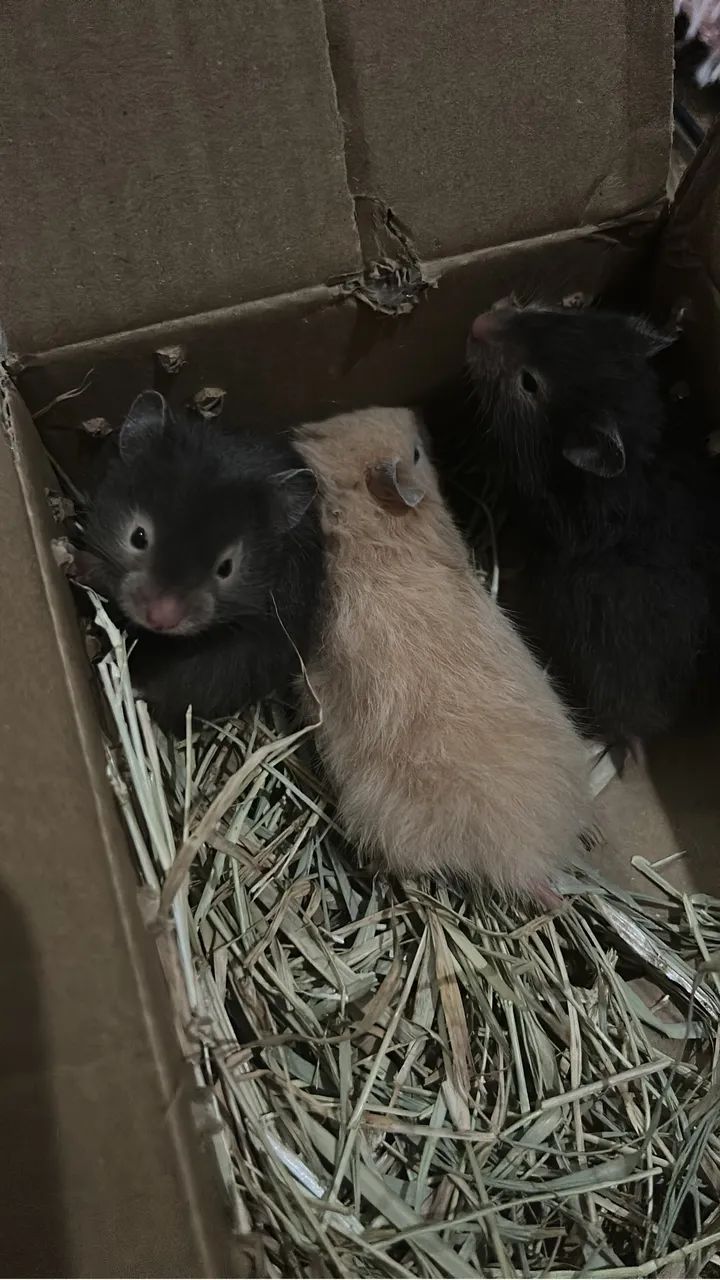 Hamster sírio angorá - Foto 3