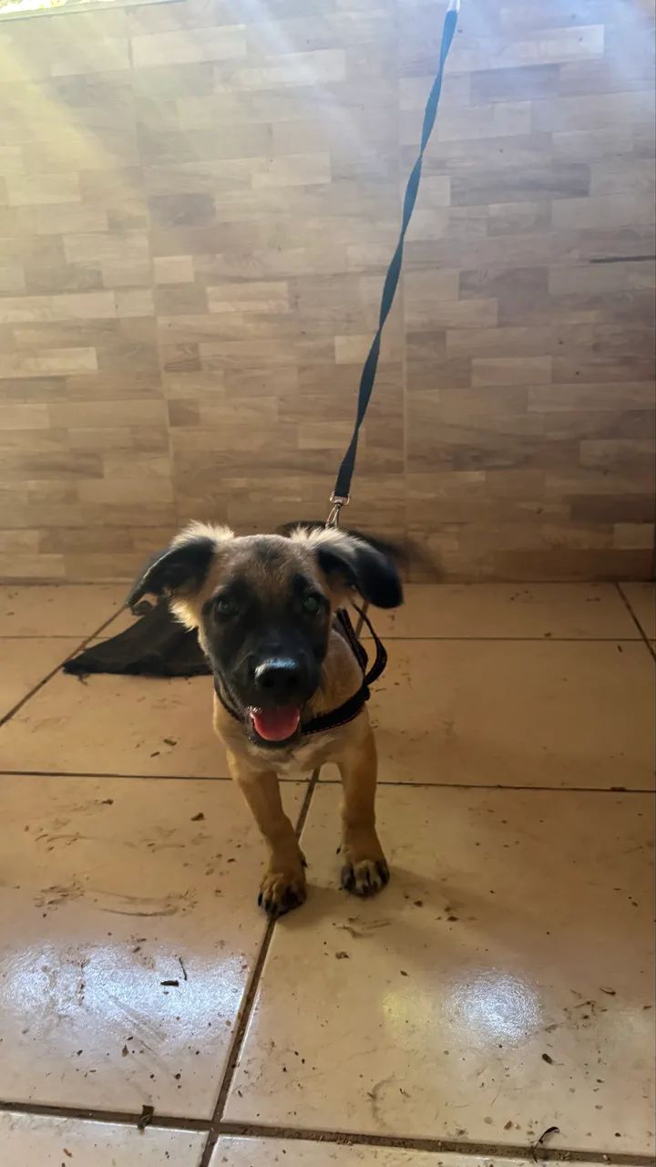 cachorro para adoção 